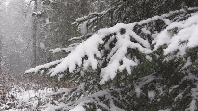 Snow covered conifer tree in the Siberian taiga during a snowfall. Close up