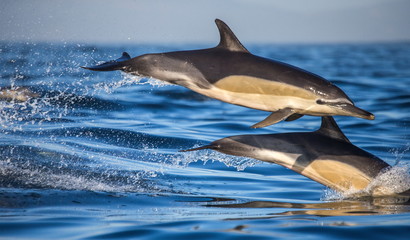 Les dauphins sautent à grande vitesse hors de l& 39 eau. Afrique du Sud. Fausse Baie.