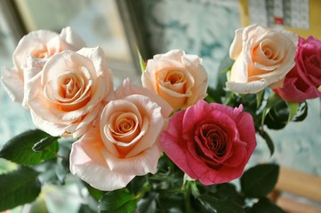 pink rose closeup