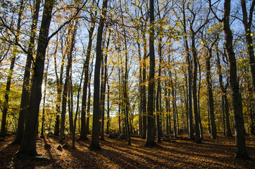 Glorious beech forest
