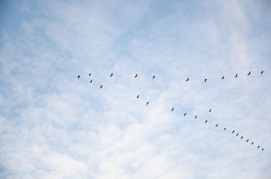 Migrating geese in V-formation