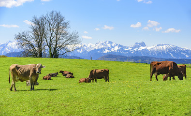 Milchkühe genießen den Frühling auf der Weide im Alpenvorland