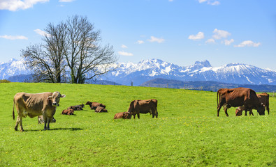 Fototapeta na wymiar Milchkühe genießen den Frühling auf der Weide im Alpenvorland
