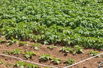 planting potatoes at orchard