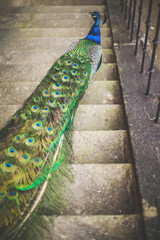 Fototapeta premium Peacock in the park around a beautiful building, a beautiful male peacock with tail