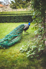 Peacock in the park around a beautiful building, a beautiful male peacock with tail