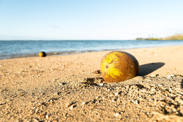 Coconut on the beach