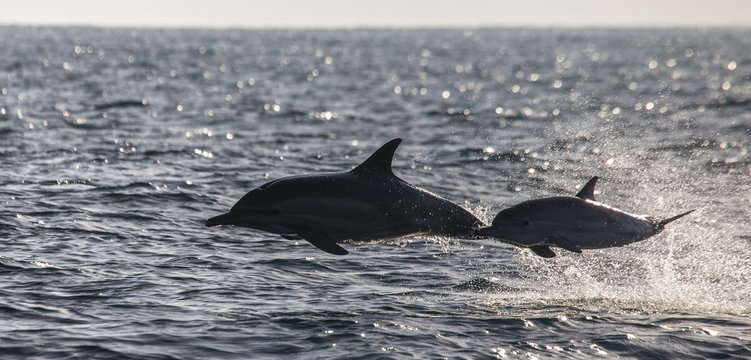 Dolphins jump out at high speed out of the water. South Africa. False Bay.