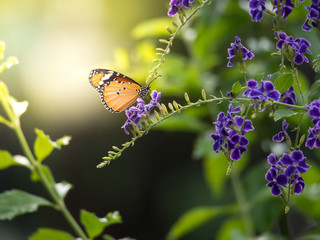 focus shot of a butterfly standing on a duranta flower with simu