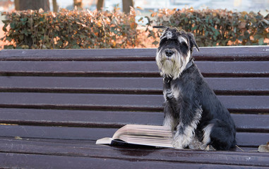 Собака цвергшнауцер сидит в городском парке на лавочке и читает книгу