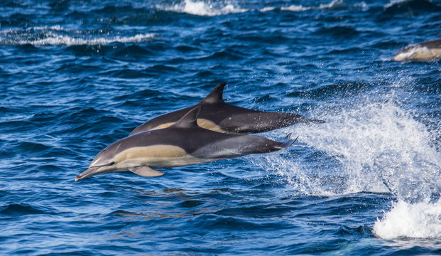 Dolphins jump out at high speed out of the water. South Africa. False Bay.