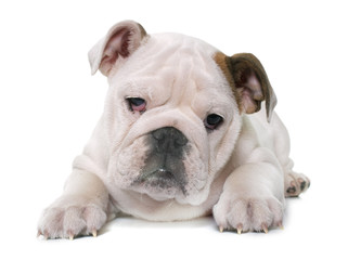 puppy english bulldog