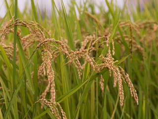 実った稲穂