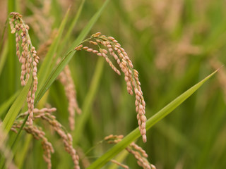 実った稲穂