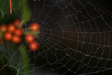 Dew on a spider web.