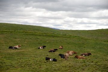 kuh, kühe, rind, rinder, rinderherde, weide, landwirtschaft, myvatn, island, tier, tiere, nutztier, nutztiere