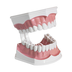 Dental jaw model isolated on white background