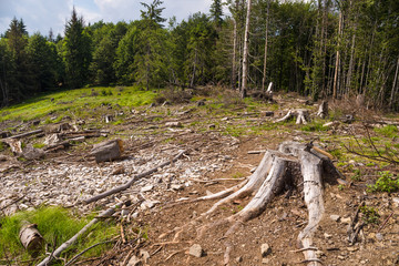 In the past here there was a forest