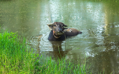 Fototapeta premium buffalo relaxing in the pond in the farm