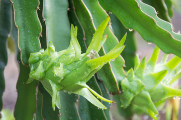 dragon Fruit on the tree after rain in garden