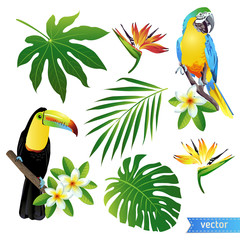 Set of tropical flowers, leaves and birds. Toucan. Vector. © Angelina Bambina