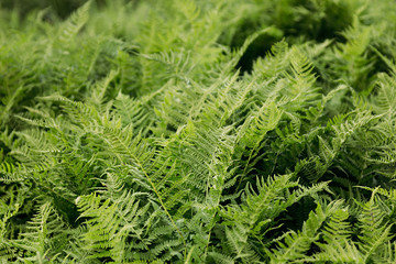 Rich green fern closeup. Floral background.