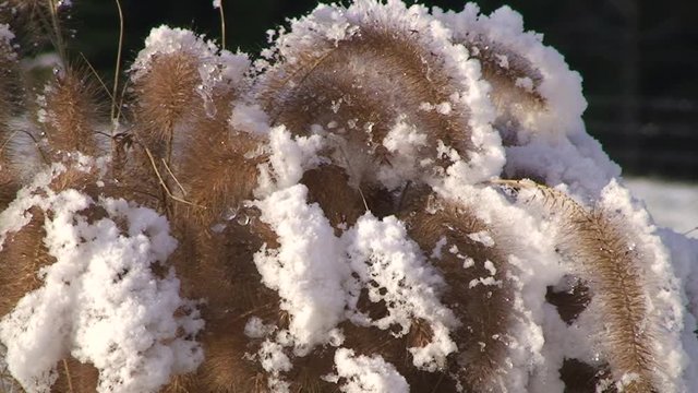 Der Neuschnee auf den Binsengr&auml;sern f&auml;ngt zu tauen an