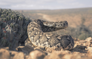large puff adder (Bitis arietans) beside cactus in Morocco