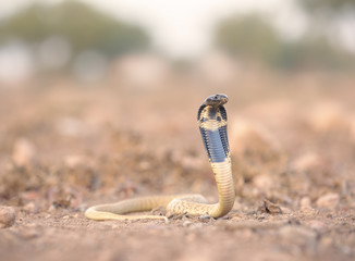 Moroccan Black Cobra (Naja haje) in rocky scrub habitat