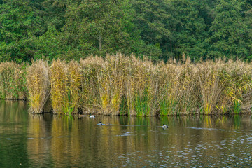 Obraz premium lake in the forest in autumn