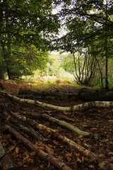 Woodland scene at the start of autumn