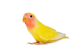 pair of yellow lovebirds