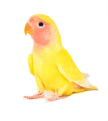 yellow lovebird © tesorophoto