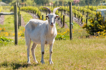 closeup of white domestic goat standing in paddock