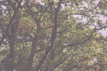 Fototapeta premium Woodland scene at the start of autumn Vintage Retro Filter.
