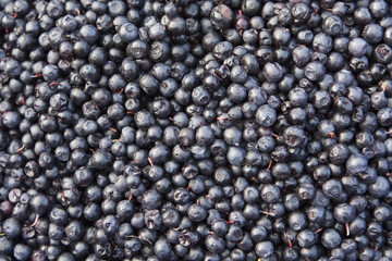 Freshly collected blueberries