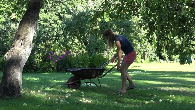 Gardener woman picking windfall rotten fruits to rusty wheelbarrow in garden. 4K