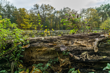 Meadow in a forest during autumn