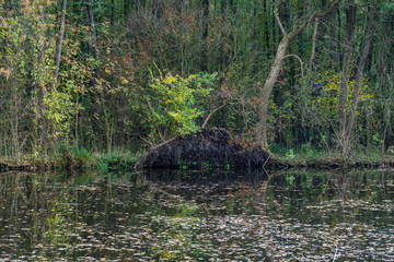 lake in the forest in autumn