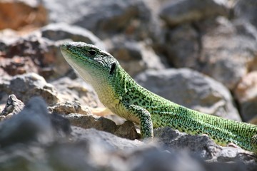 European Green Lizard (Lacerta Viridis) near Krka, Croatia
