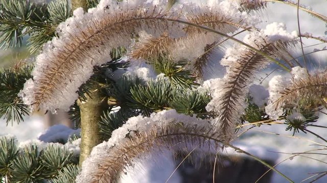 Der Neuschnee auf den Binsengr&auml;sern f&auml;ngt zu tauen an