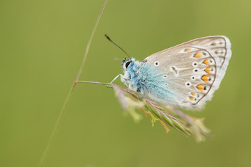 Photo of butterfly (Polyommatus icarus) on flower.