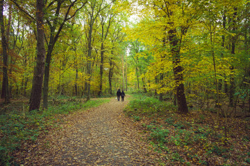 two people on a footpath in the forest in autumn