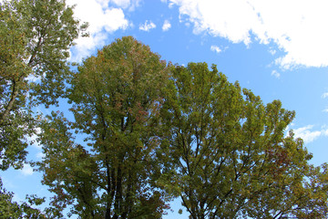 紅葉葉楓の木と青空