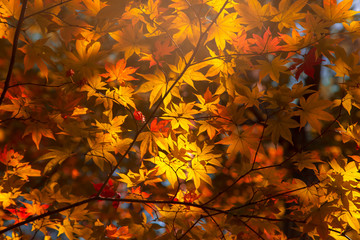 Colorful maple leaf background in autumn, Osaka Japan