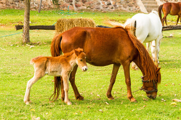 Baby horse with mother in green grass