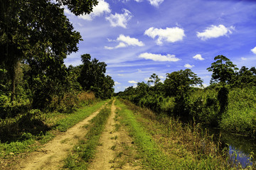 Fototapeta na wymiar Plantation Katwijk in Surinam