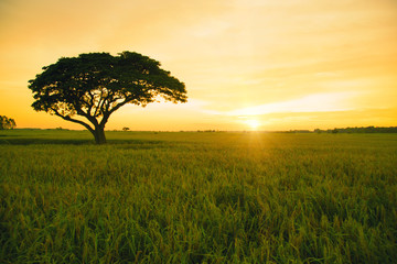 Obraz premium Nature morning sunrise with trees, rice fields in Thailand.