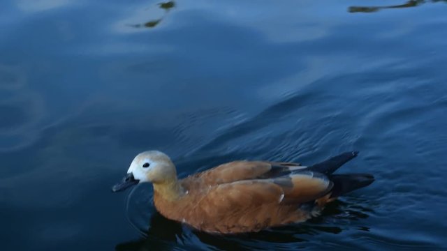 One ruddy shelduck swimming in blue water
