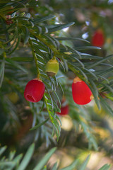 tasso (Taxus baccata) ramo con bacche rosse © paolofusacchia